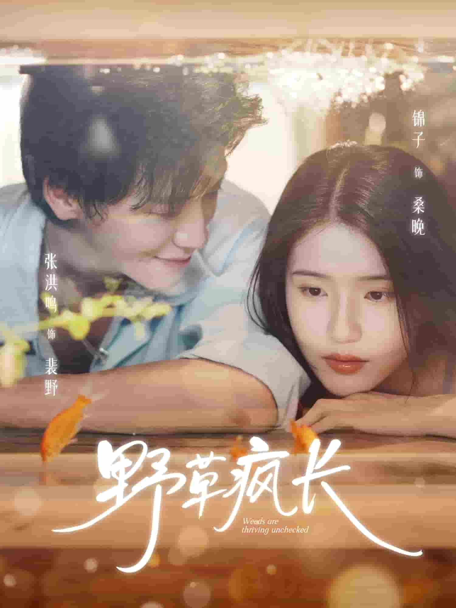 野草疯长封面图